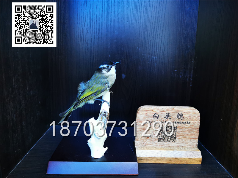 動(dòng)物剝制標(biāo)本 (32)